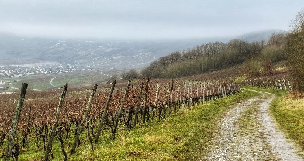 Mosel River Valley Winery Walk