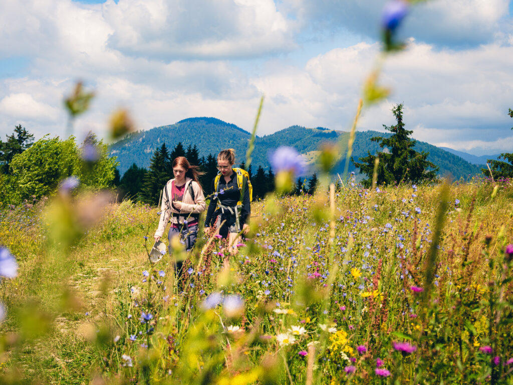 2 girls hiking on via transilvanica in field of flowers