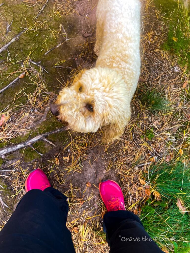 dog hiking with woman in pink shoes