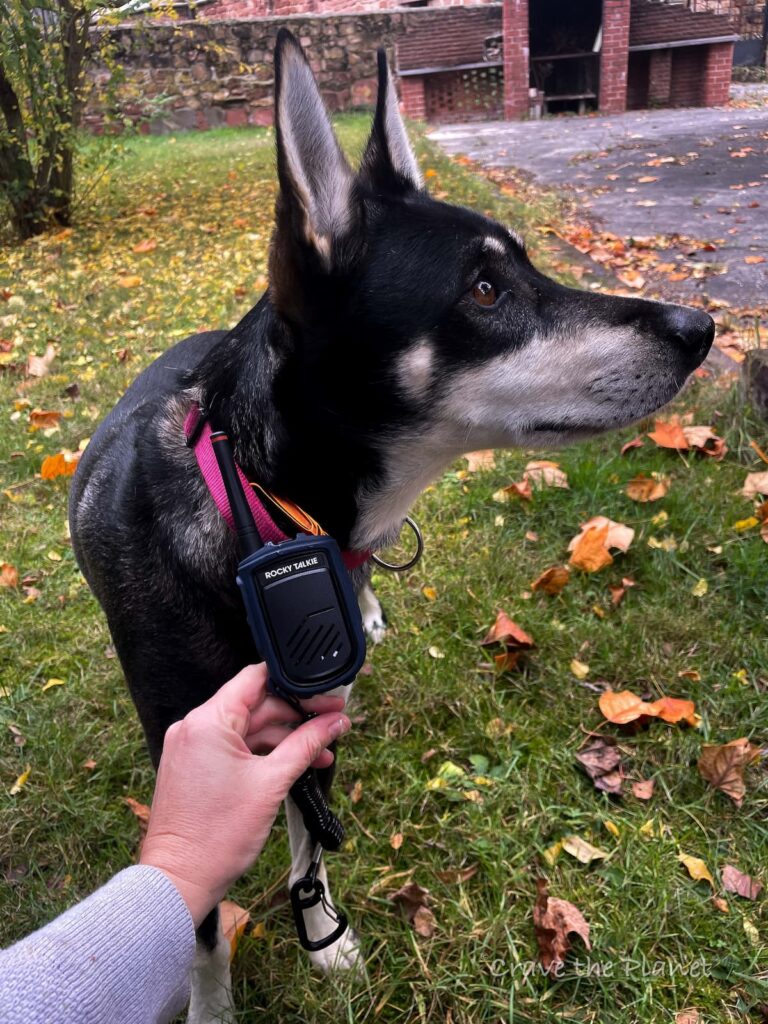 dog holding two way radio