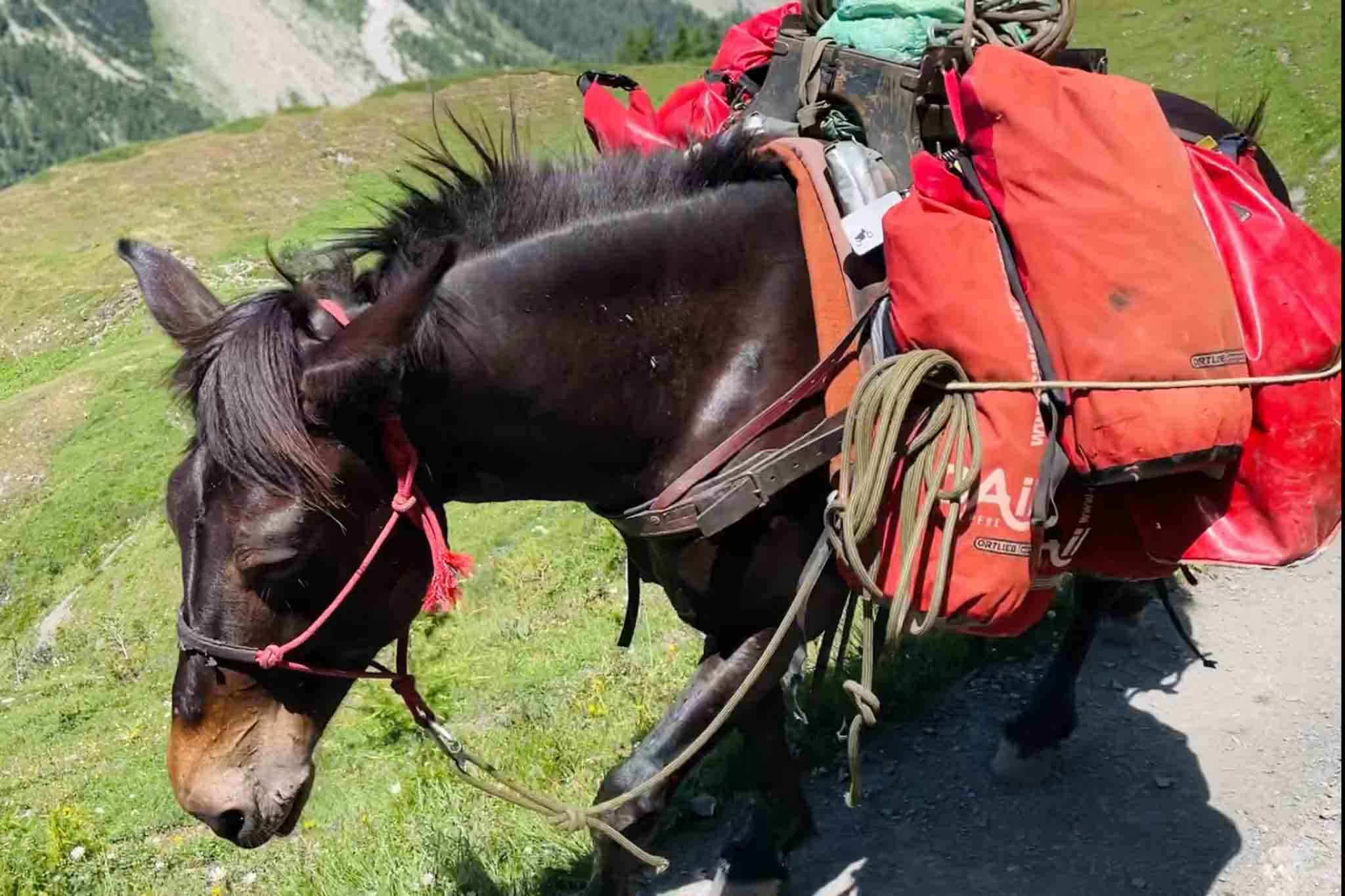 tour du mont blanc luggage transport mule
