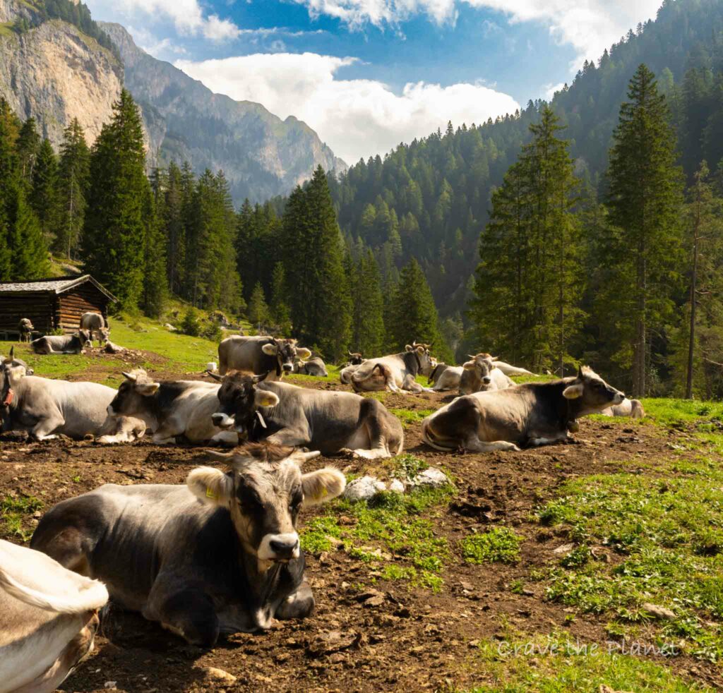 cows on a hut to hut hike in dolomites