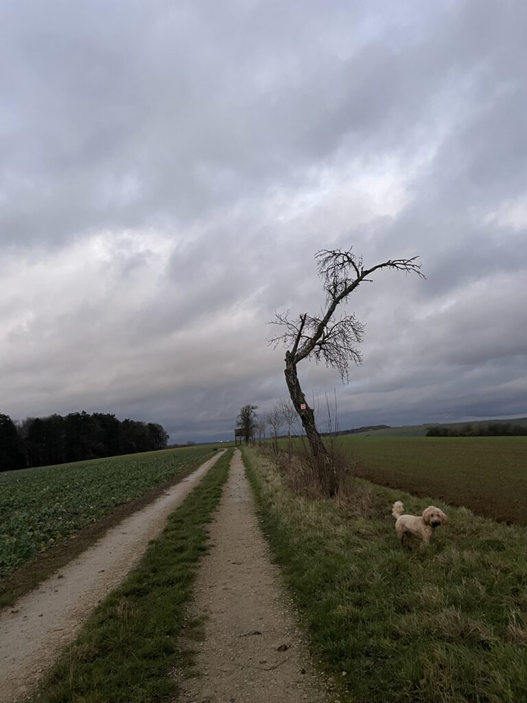 dog running on side of farm field with dead tree
