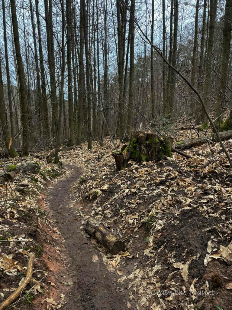 chestnut forest near rietburg castle