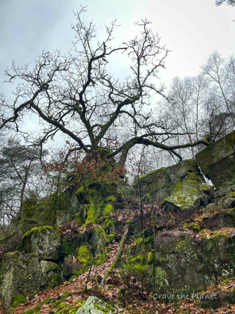 spooky tree near barenfelsen on felsenweg trail in germany