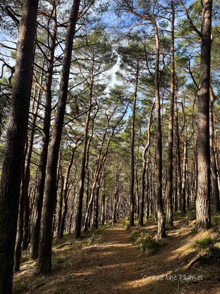 twisted pine trees on trail near kalmit