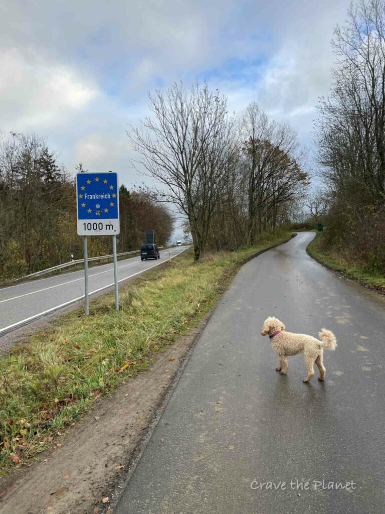 cute dog hiking on road between germany and france in hornbach