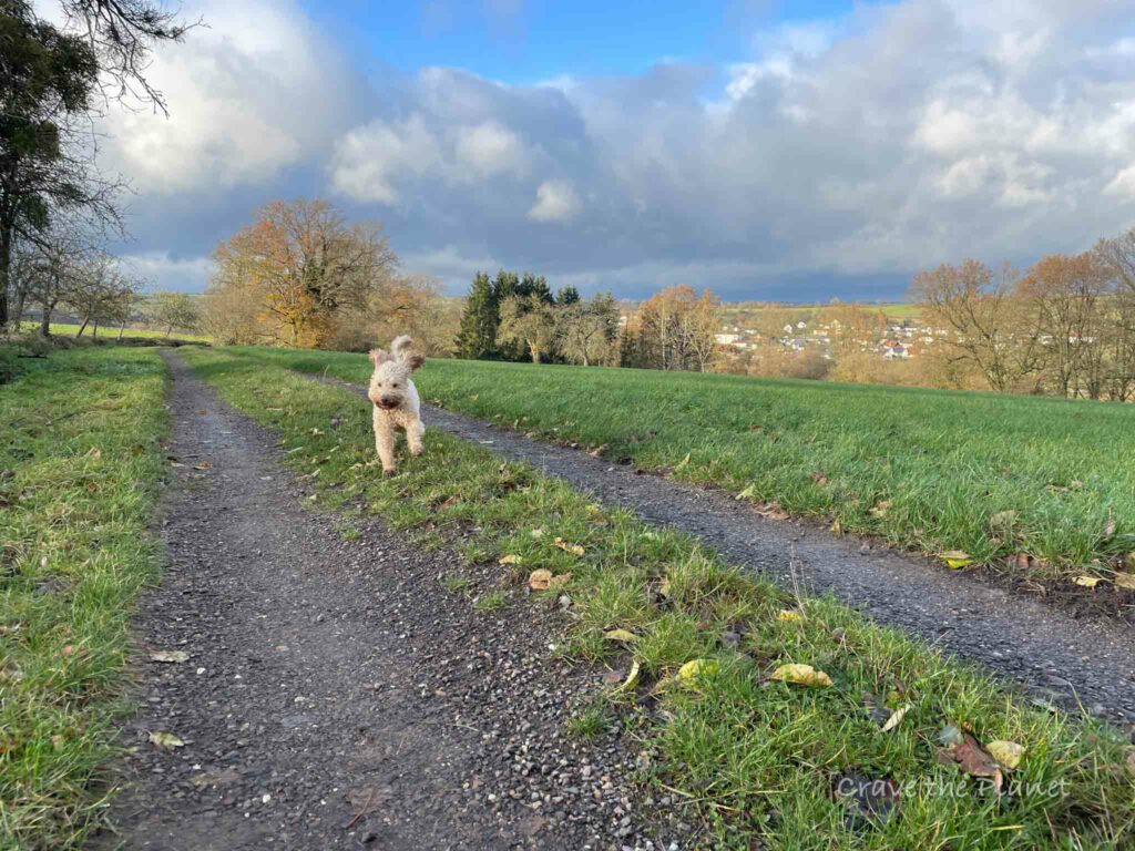 cute dog running in fields