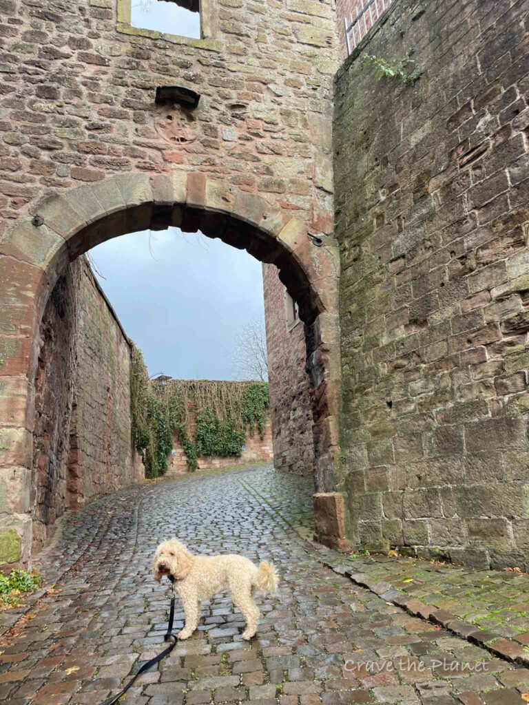 dog in front of kloster hornbach germany