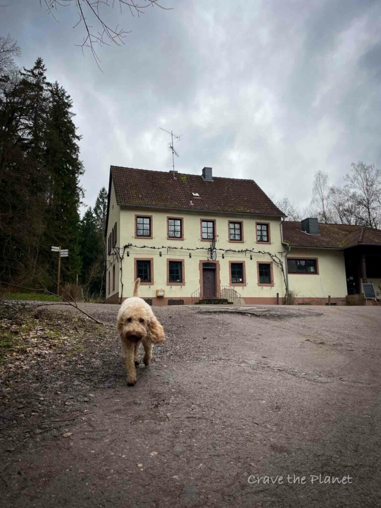 sibertal hutte germany with cute dog