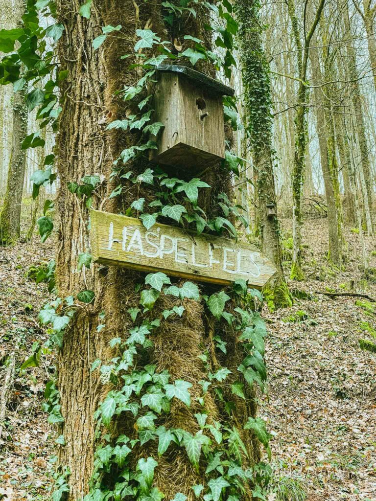 haspelfels trail signs and birdhouse in forest in germany