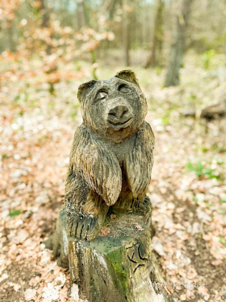 wood bear in forest