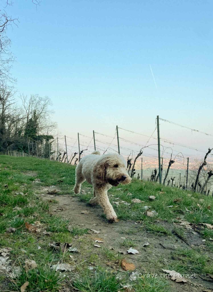 vineyard with doodle dog walking