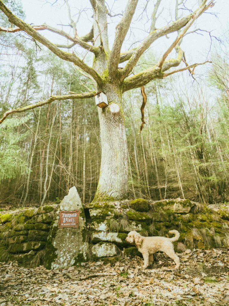spooky tree in german forest with cute dog